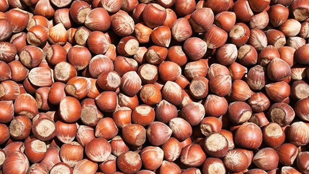 2025’in son aylarında sert düşüş yaşayan fındık fiyatları, 2026’nın ilk