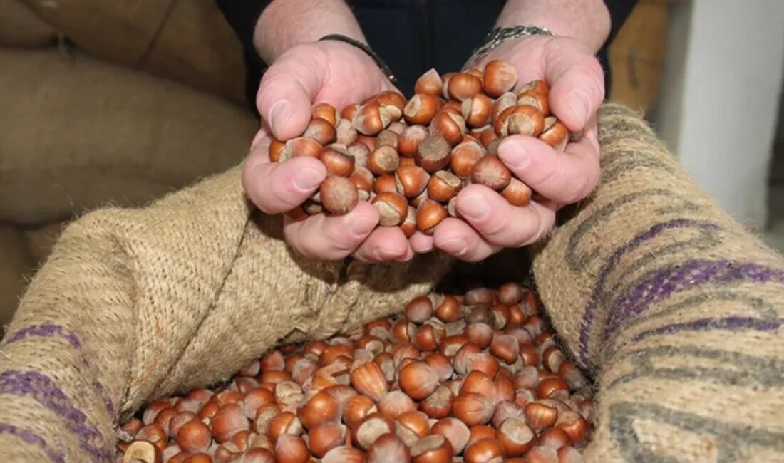 Kandıra Ziraat Odası Başkanı Erdal Çetin, fındık fiyatlarındaki düşüşe tepki