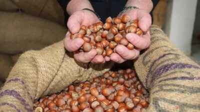 Kandıra Ziraat Odası Başkanı Erdal Çetin, fındık fiyatlarındaki düşüşe tepki