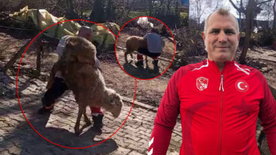 Dünya şampiyonu güreşçi Nazmi Kahveciler, Kandıra’da hayvanlara yem verirken koçla