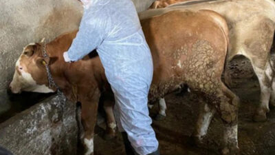 Tarım ve Orman Bakanlığı, şap hastalığına karşı ülke genelinde eş