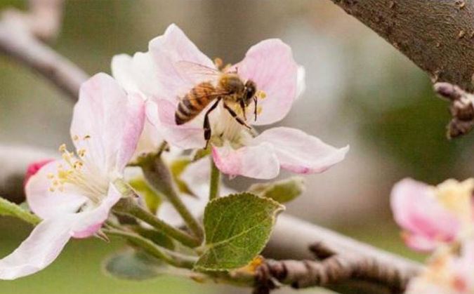 Kandıra İlçe Tarım ve Orman Müdürlüğü, bilinçsiz ilaçlamanın arı ölümlerine