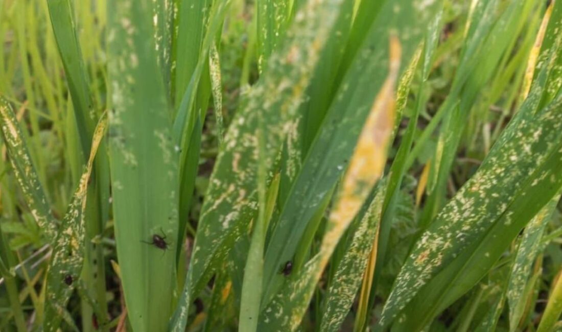 Kandıra Ziraat Odası, tarlalarda görülen hortumlu böcek tehlikesine karşı üreticileri