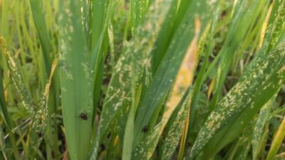 Kandıra Ziraat Odası, tarlalarda görülen hortumlu böcek tehlikesine karşı üreticileri
