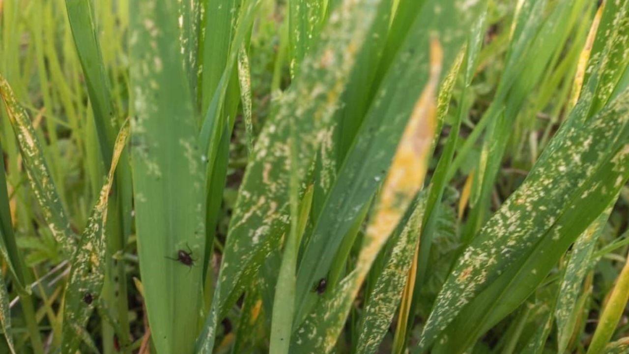 Kandıra Ziraat Odası, tarlalarda görülen hortumlu böcek tehlikesine karşı üreticileri