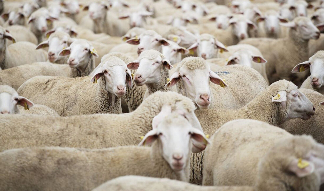 Tarım ve Orman Bakanlığı, kırsalda üretimi güçlendirmek ve küçükbaş hayvan