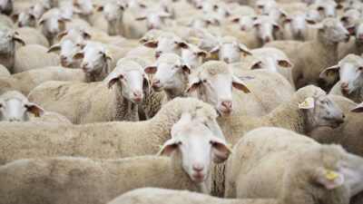 Tarım ve Orman Bakanlığı, kırsalda üretimi güçlendirmek ve küçükbaş hayvan