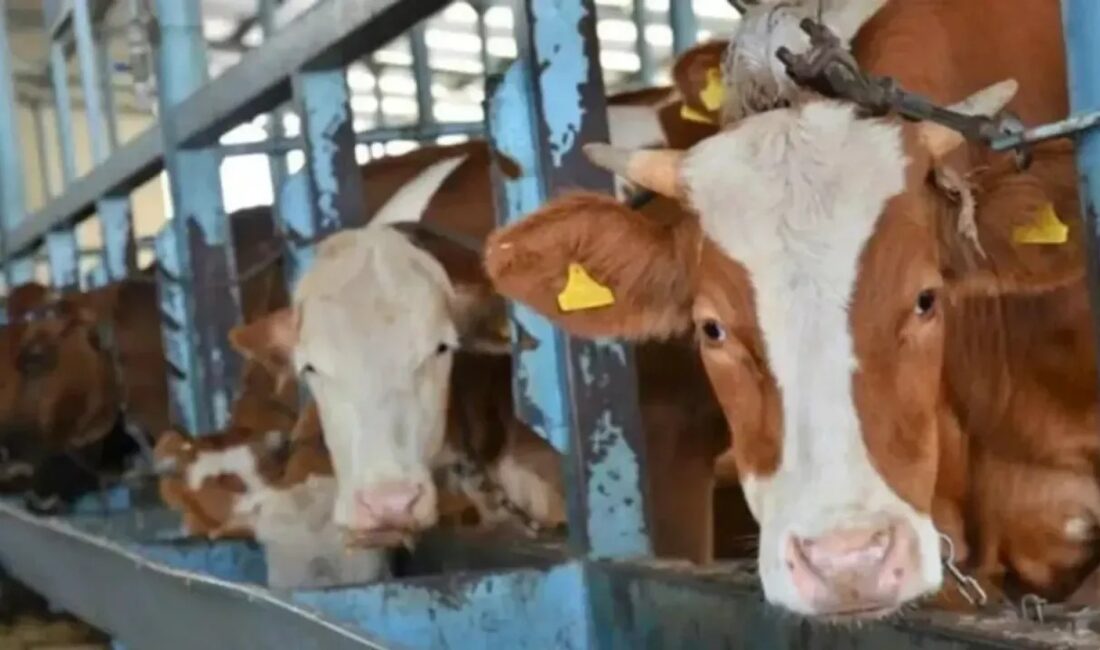 Kocaeli Büyükşehir Belediyesi, Kurban Bayramı öncesinde Kandıra Balçıcı mevkisindeki mezbahada