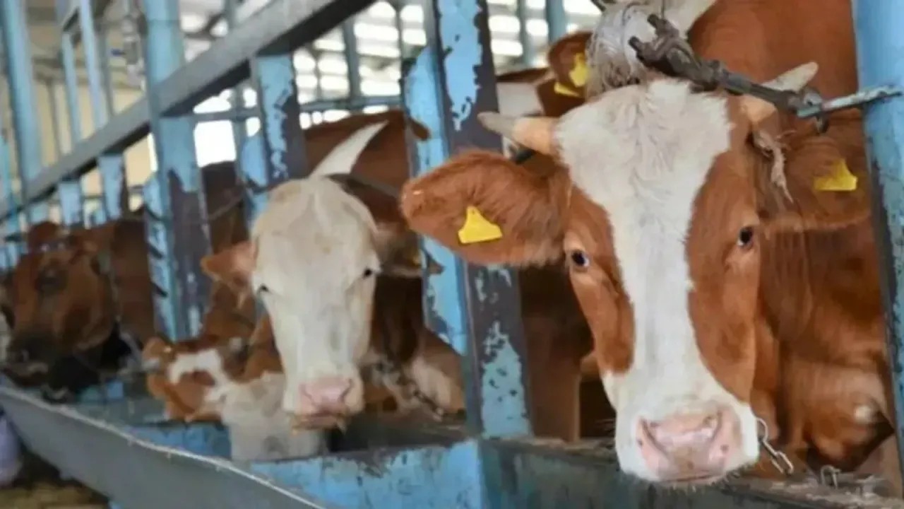 Kocaeli Büyükşehir Belediyesi, Kurban Bayramı öncesinde Kandıra Balçıcı mevkisindeki mezbahada