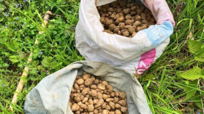 Kocaeli’de nesli tehlike altında bulunan salep orkidesi yumrularını doğadan toplayan