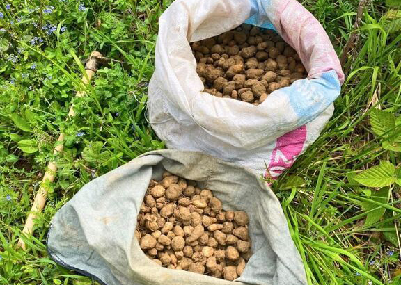 Kocaeli’de nesli tehlike altında bulunan salep orkidesi yumrularını doğadan toplayan