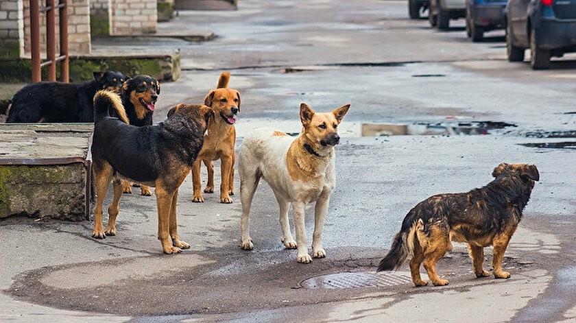 İçişleri Bakanı Mustafa Çiftçi, sahipsiz köpeklerin toplanarak barınaklara yerleştirilmesi çalışmalarının