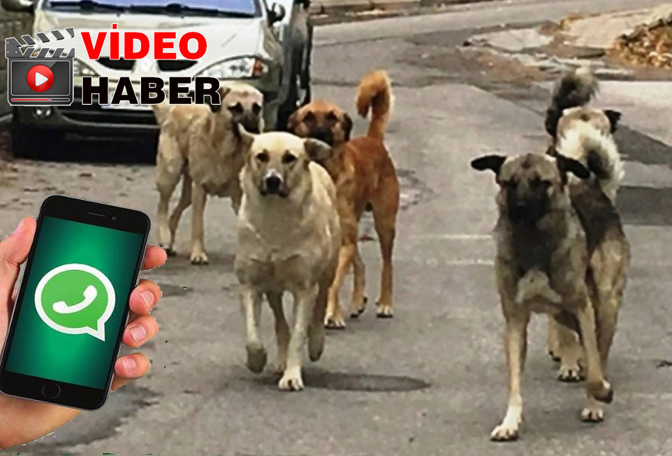 Gazetemizin WhatsApp ihbar hattına ulaşan Kefken Mahallesi sakinleri, başıboş dolaşan