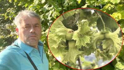 Adnan Yaşa, Kandıra’daki fındık üreticilerini erken hasat konusunda uyararak ürünlerin