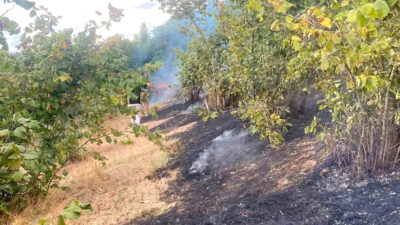 Kandıra Ağaçağıl Dereli Köyü’nde fındıklık alanda çıkan yangın korku dolu