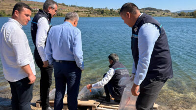 Kocaeli genelindeki 13 gölete 630 bin yavru sazan balığı bırakılırken,