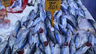 Karadeniz’den gelen palamut haberleri, yeni av sezonu öncesinde Kandıra, Kefken