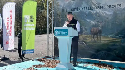 Kocaeli’de Samanlı Dağları’na 9 kızıl geyik daha bırakıldı; daha önce