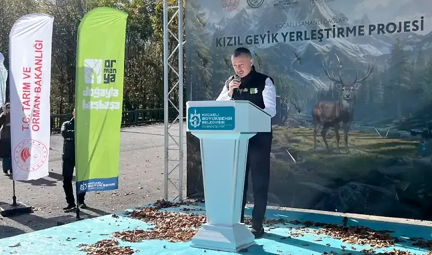 Kocaeli’de Samanlı Dağları’na 9 kızıl geyik daha bırakıldı; daha önce